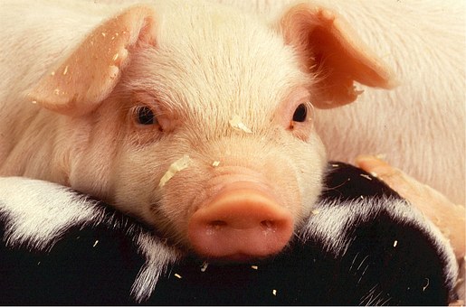 豚コレラ肉食べたらどうなる？人間への影響と発生場所感染経路調査！